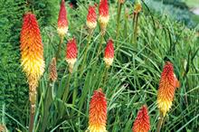 Kniphofia ‘Royal Standard - all images: Floramedia